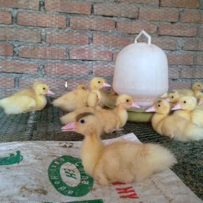 Bệnh viêm xoang mũi truyền nhiễm trên vịt