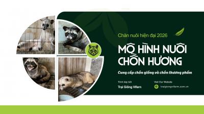 Chăn Nuôi Chồn Hương Theo Tiêu Chuẩn VietGAP: Hướng Đi Mới Cho Thực Phẩm Sạch 2026