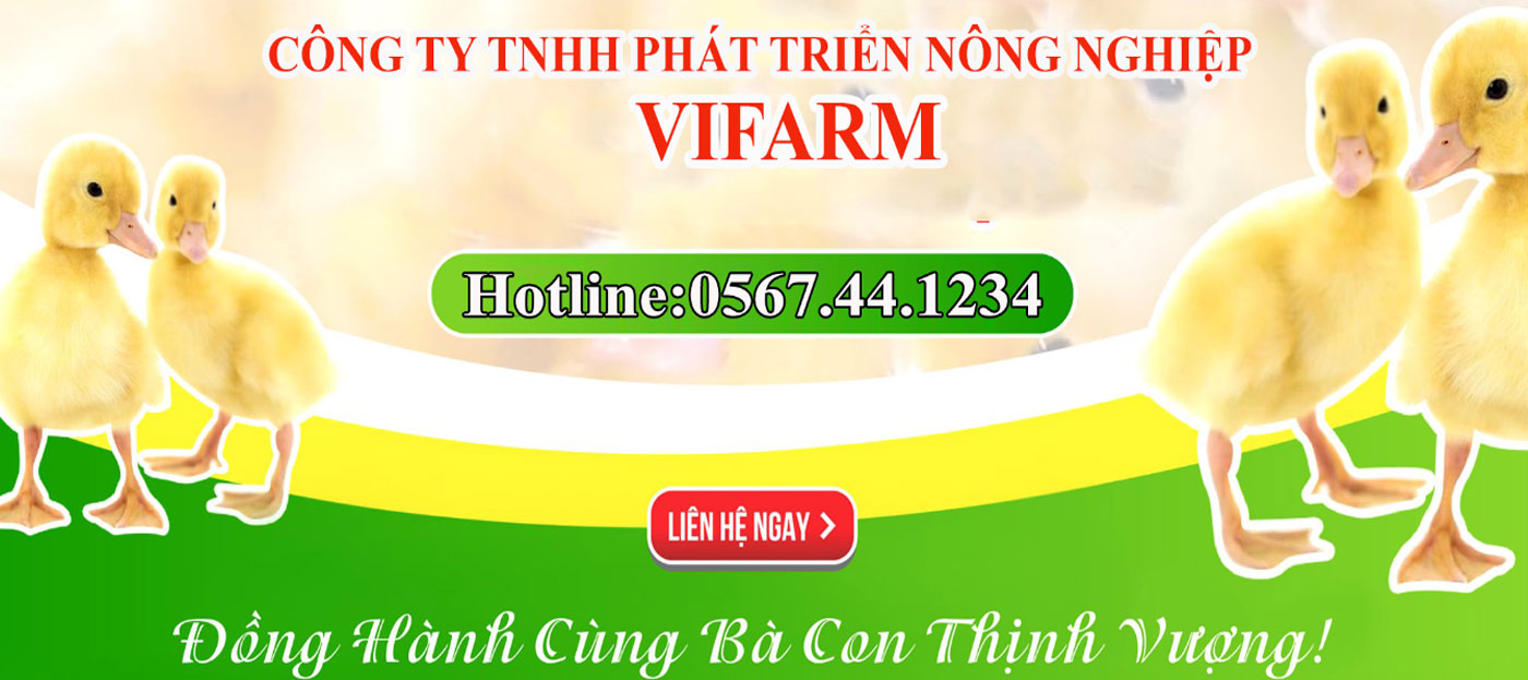 Trại Vịt Giống